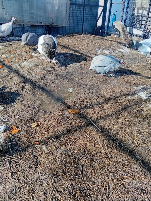 Петухи цесарок 10000тнг