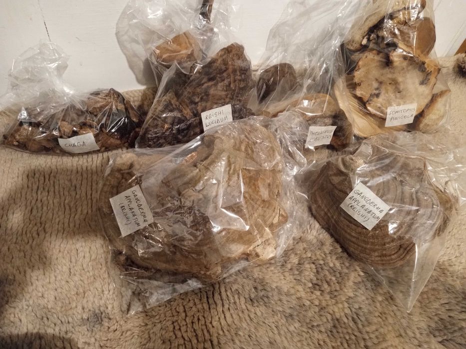 Set 3 ciuperci medicinale-efect citostatic natural