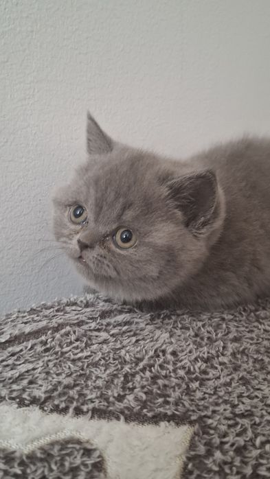 котенок чистая британка