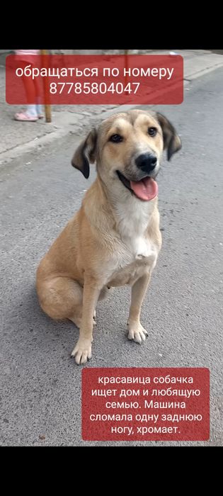 Вислоухая белая кошка