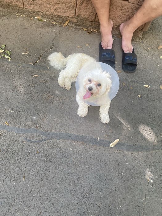 Vand bichon de rasa