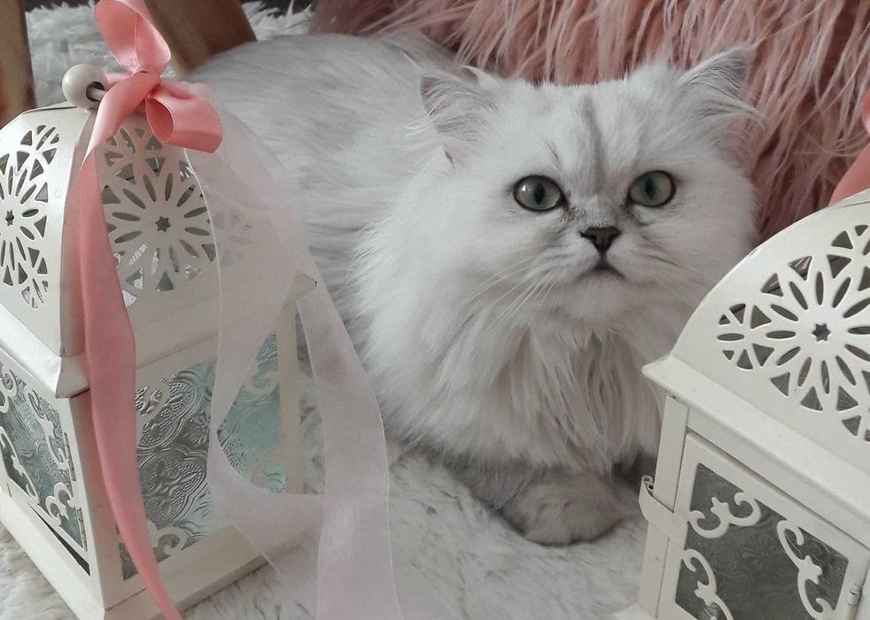 Сребърна чинчила, британска дългокосместа котка, коте, момиче