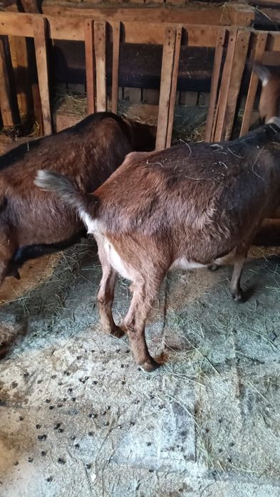 Vând capre de rasă