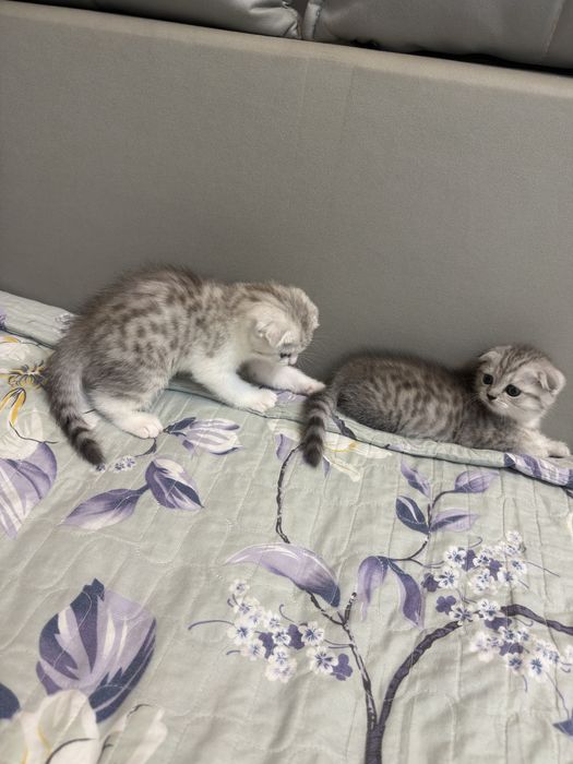 Shotland mushukchalari sotiladi, 40 kunlik (qizlar)