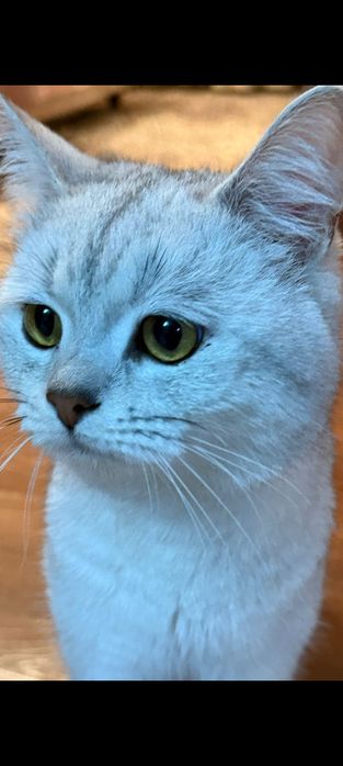 Мысық сатам ерке әдеми мысық мурка