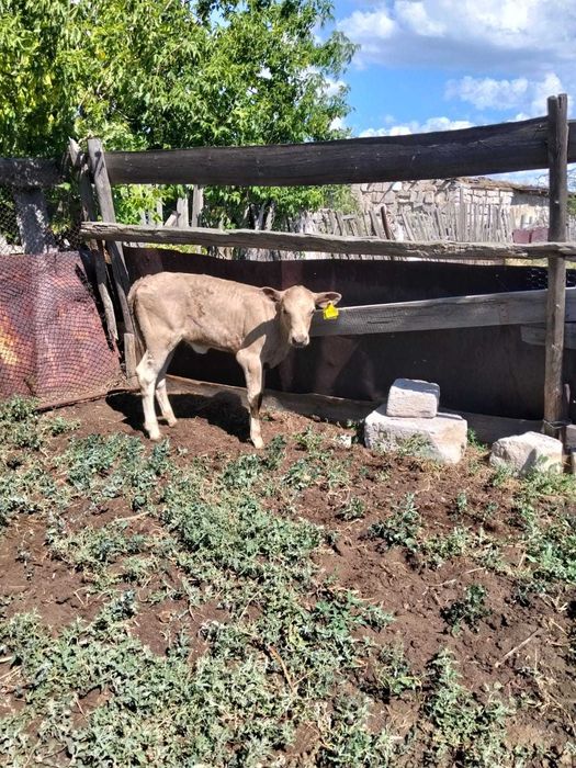 Продам месячную Телочку