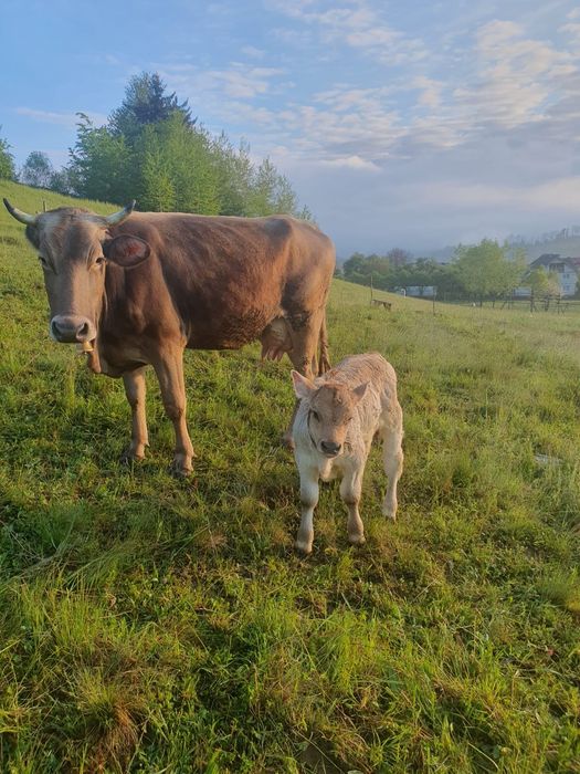 Vaca bruna de maramures