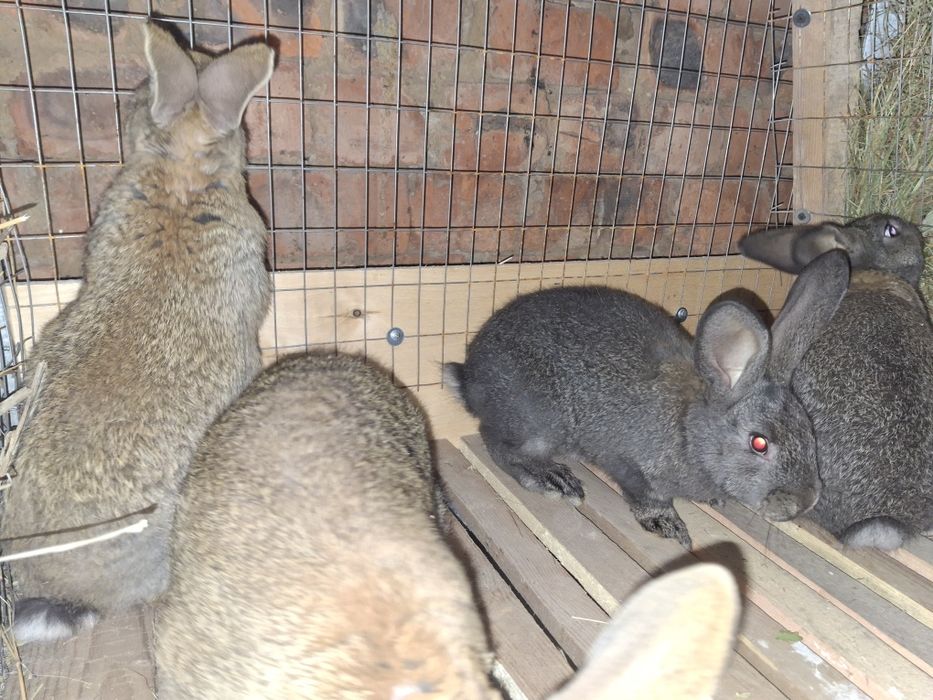 Продам кроликов разных возрастов.