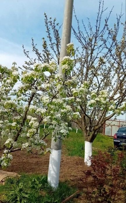 Casa 90 mp si teren 2000 mp Cotorca judet Ialomita iesire la DN2