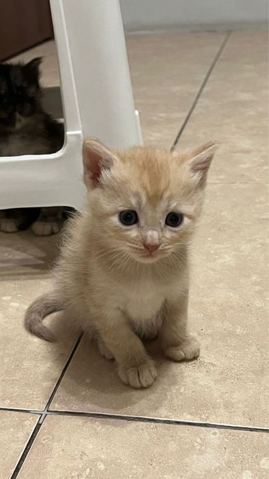 Отдам котят в хорошие руки