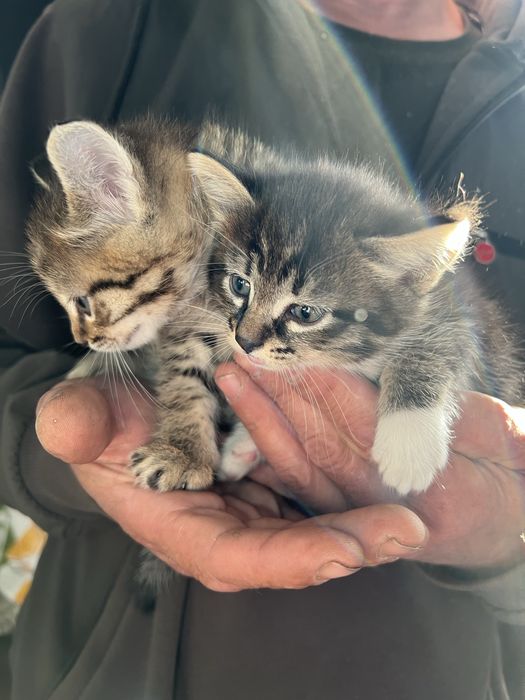 Котята в добрые руки !