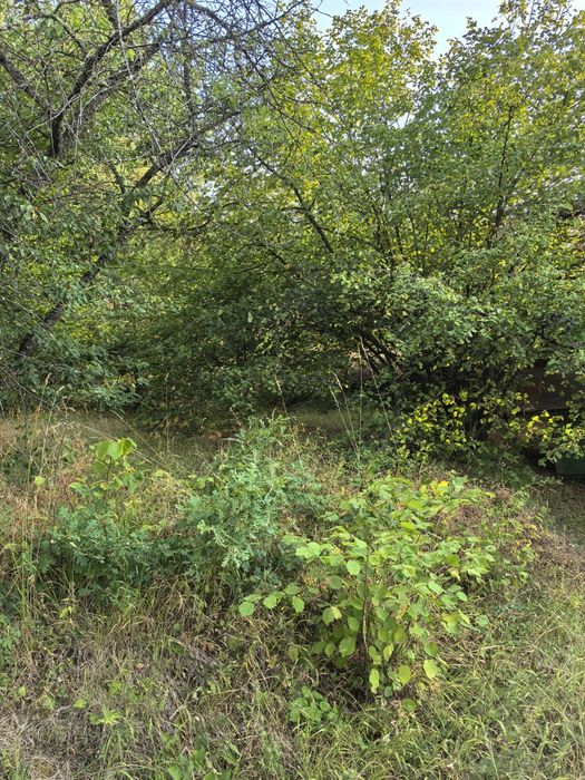 парцел в местността "Гола Велика"