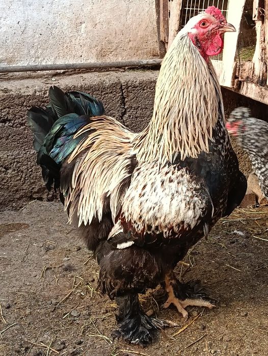 Продаются молодые петухи брама