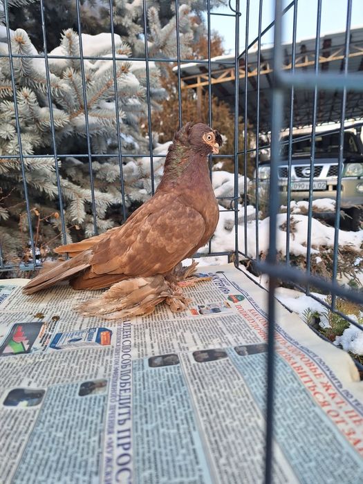 Продам красную самку