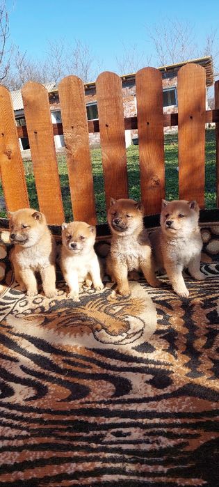Шиба Ину Shiba inu