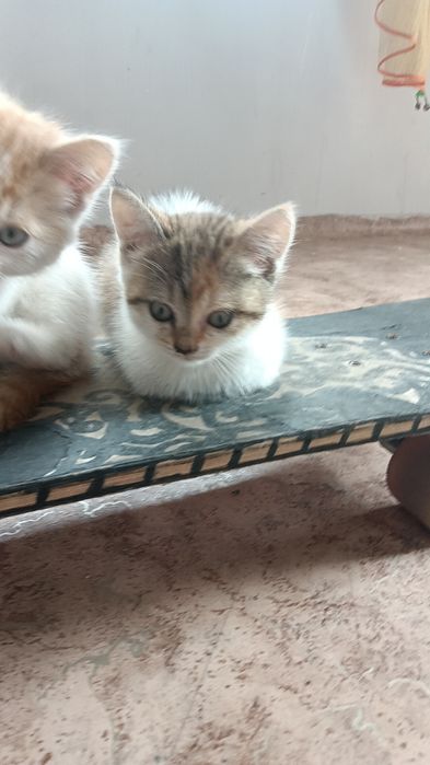Котенок в добрые руки