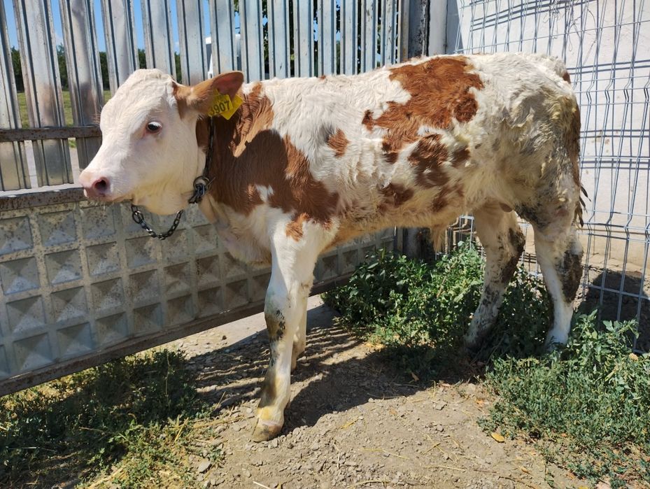 Vând tăurași ,la bucată,  tel .0753691216