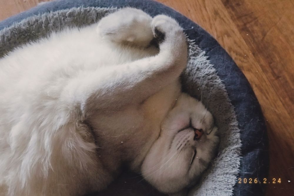 Продам кота , Фуджи