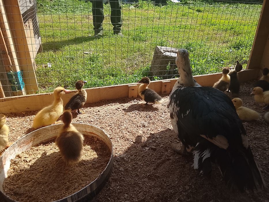 Продам цепляту индауткы хороши