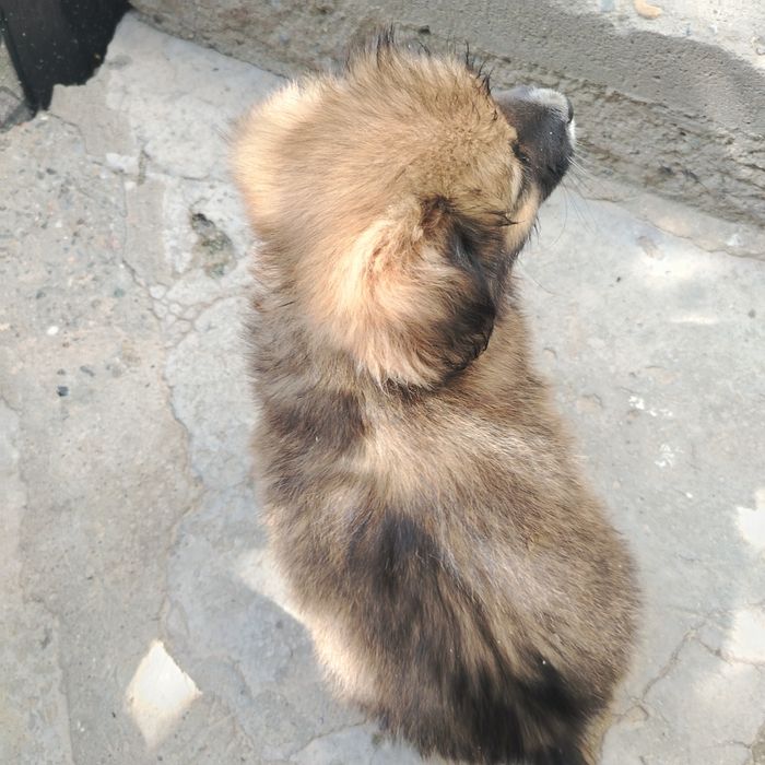 It sotiladi 3 oylik sutdan chiqqan