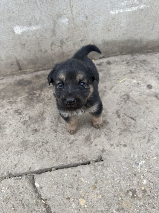 Dau spre adoptie 6 fetite metis Ciobanesc German