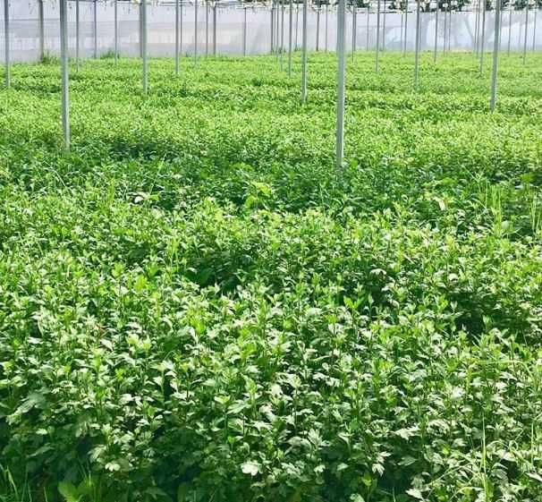 Butasi crizanteme 50+25 gratis