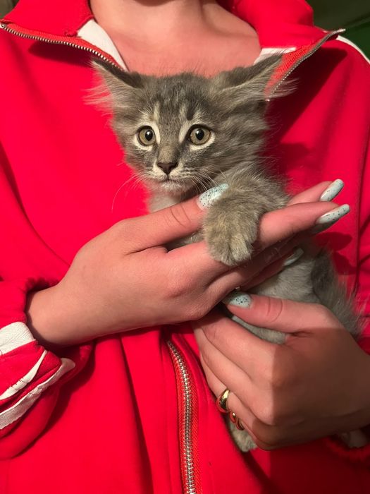Котёнка в хорошие руки