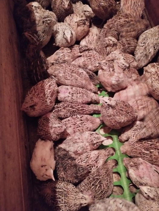 Продам перепелов молодые