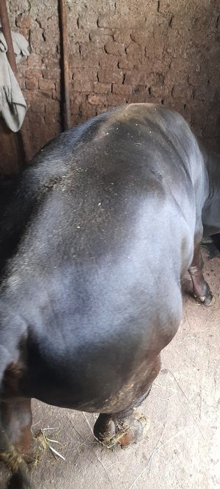 Vând vițel de 7 luni