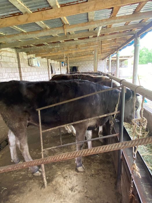 Продаю тёлку      .