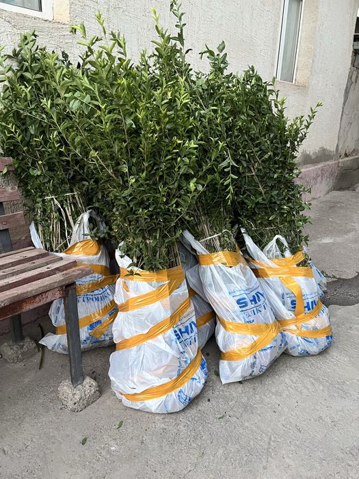 Живая изгородь из бирючины