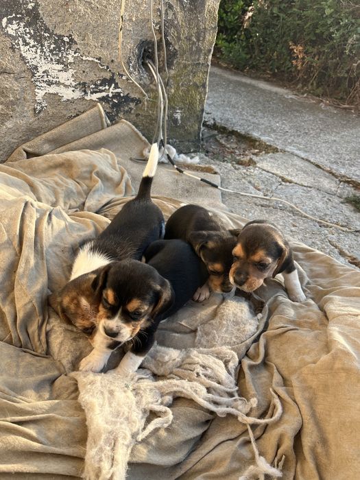 Продавам Бигъл.