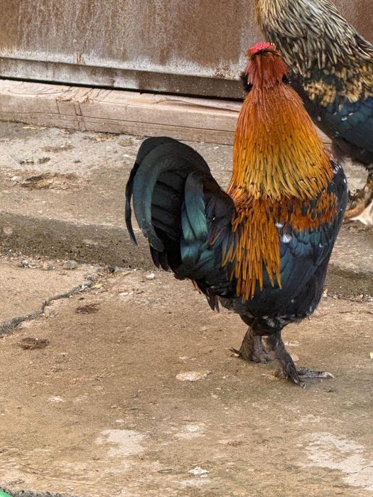 Карликовые петухи