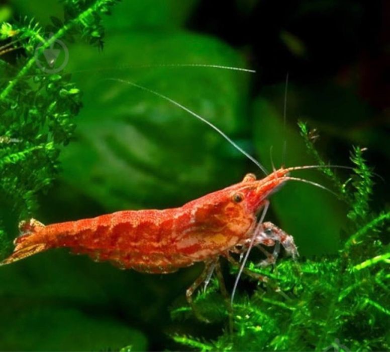 Krivetka sotiladi qizil limonniysi bor криветка криветки