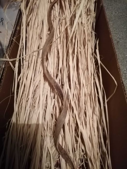 Сухи цветя за аранжировки