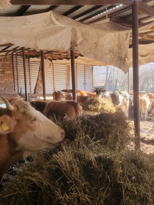 Vand animale de la vitei la vaci ci vitei angus si baltate 40 de bucat