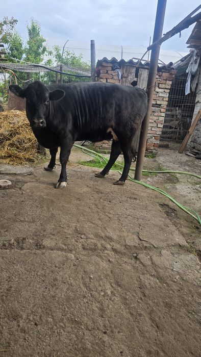 Vând vaca angus  tânără