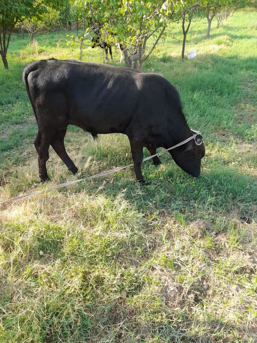 Xukizlar sotiladi soni 10 dona