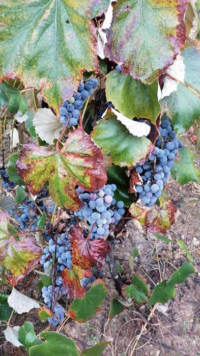 Vand urgent struguri