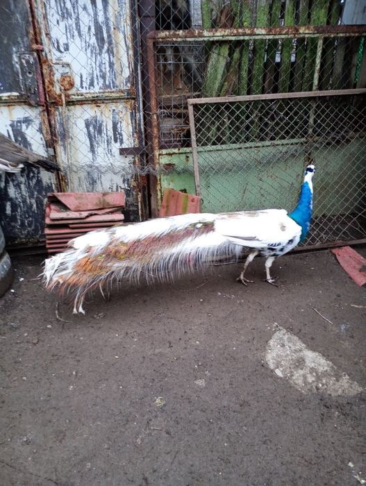 Pauni arlechin maturi și tineri arlechin .