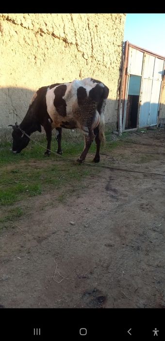 Ona bola sigir sotiladi bolasi buqacha