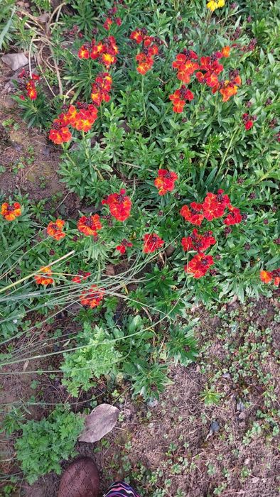 Саженцы многолетных цветов