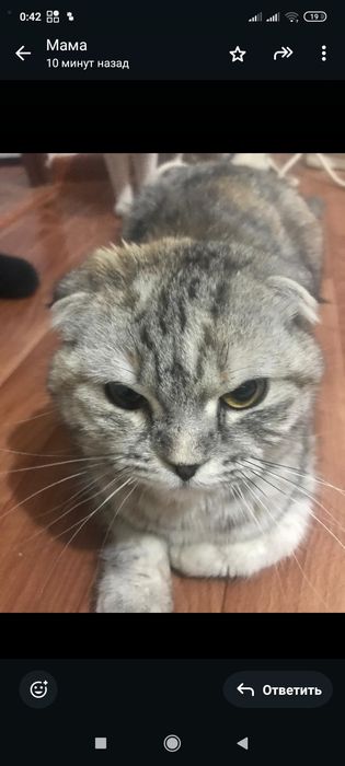 Кот продам кот кот