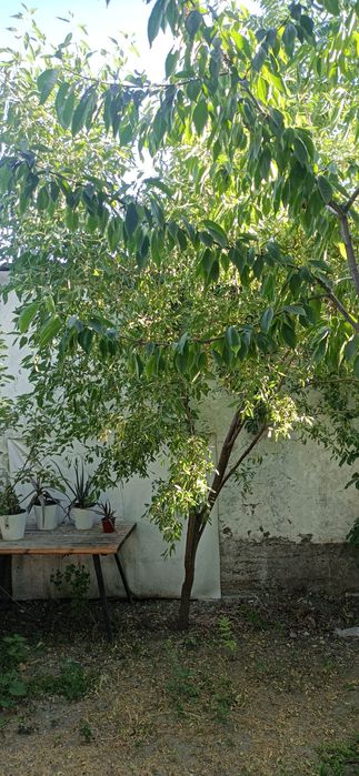 Бектемир тумани Олтинтопган махалласида квартира сотилади.