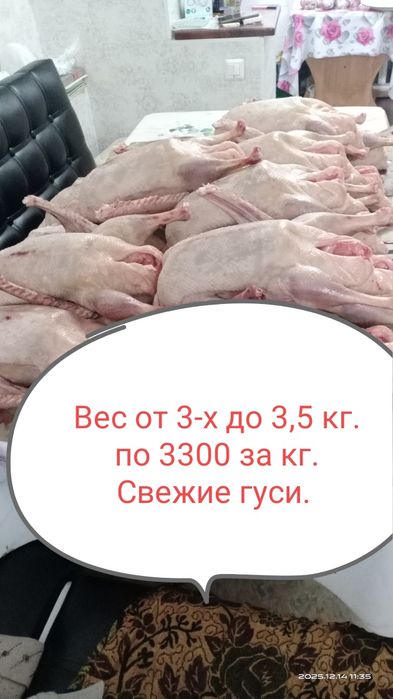 Домашний гусь.. Тушки свежие. Гуси. Гусей..