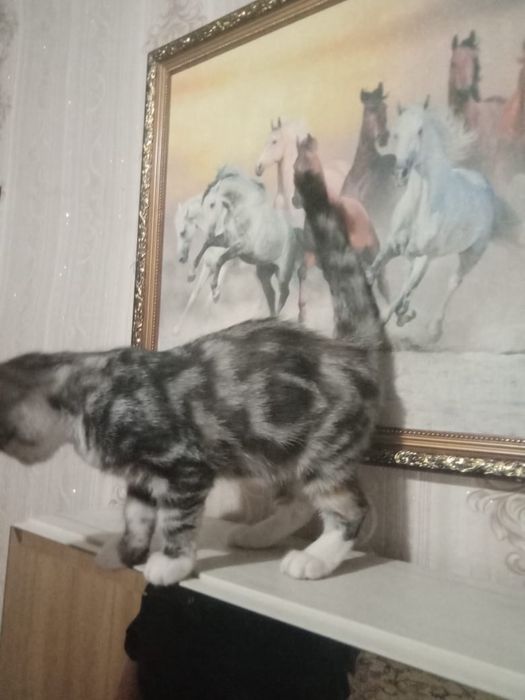 Котята красивые и умные!!