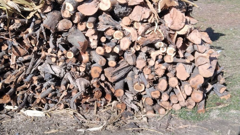 Olma, Yongʻoq daraxti va kesilgan oʻtin