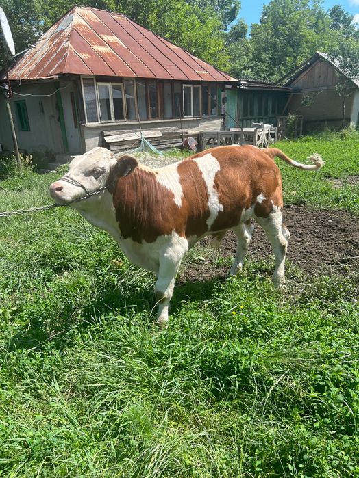 Vand vitei de 2 luni jumate