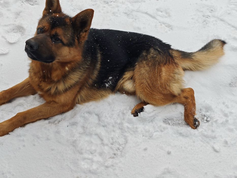 Немецкая овчарка на вязку.