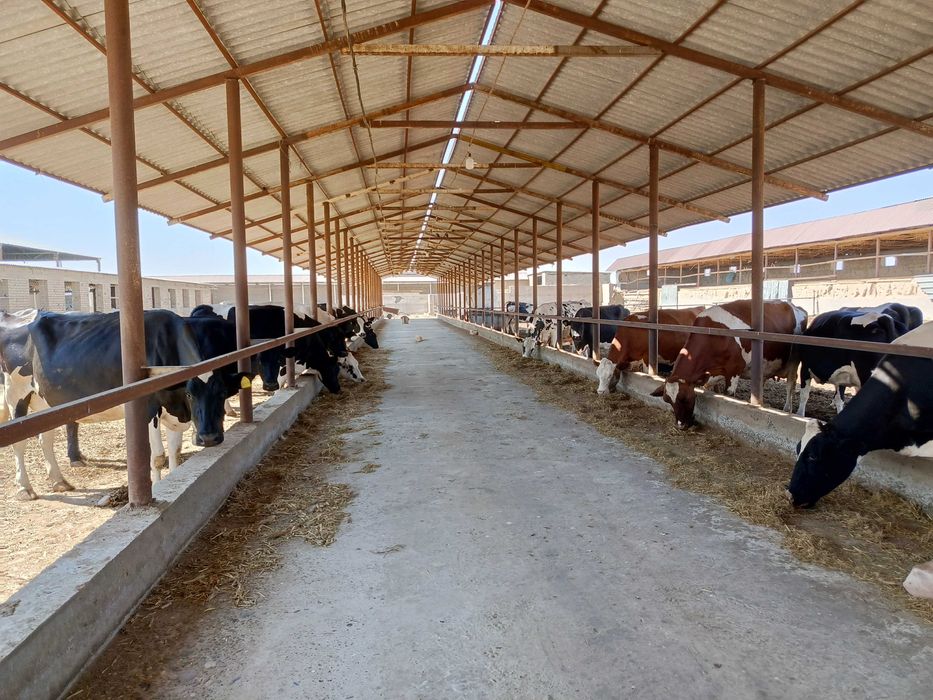 Ферма 3.5 Га город Каттакурган цена 450 000 уе торг есть